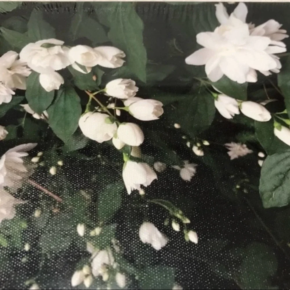 NEW white roses Photograph 8x10in canvas wrap print of white roses